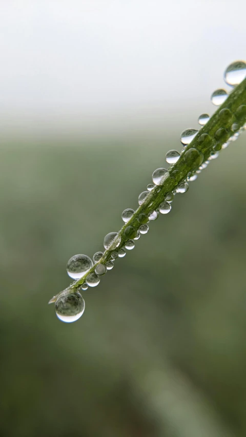 droplets of dew on a blade of grass