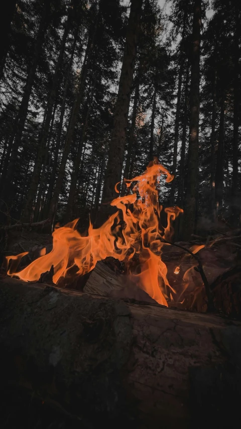 a big pile of sticks next to a fire in the forest