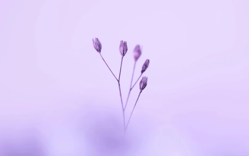 purple flowers are sitting in a vase