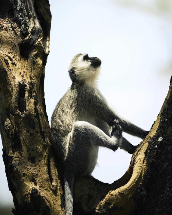 a grey and white animal sitting in the nches of a tree