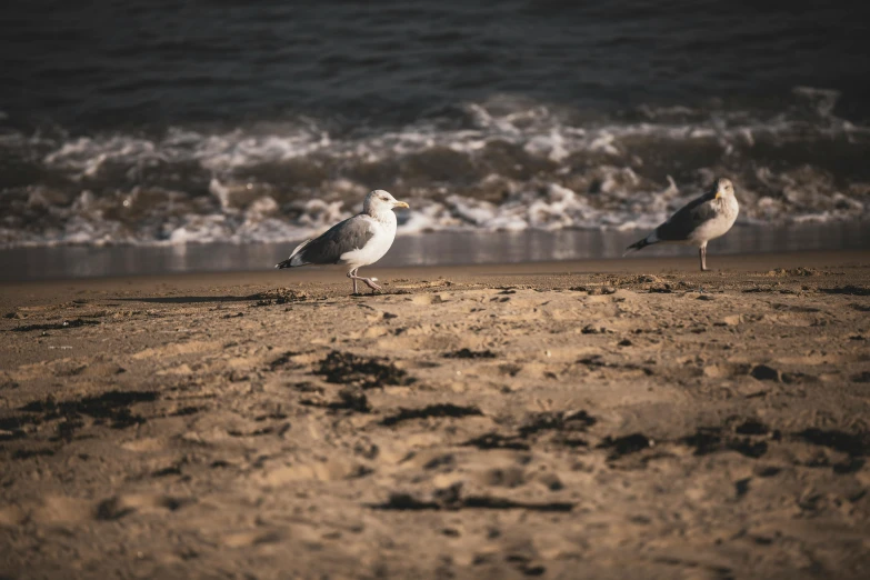 two seagulls are walking on the beach