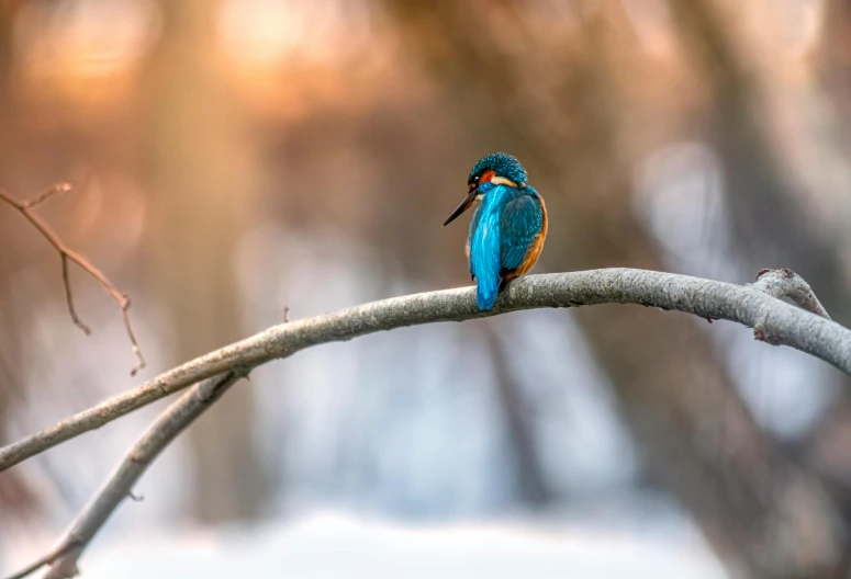 a small blue bird perched on top of a tree nch