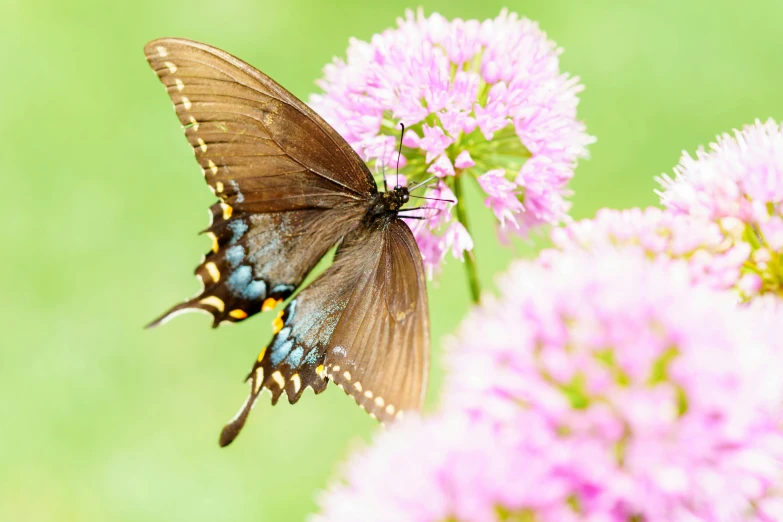 a erfly sitting on top of pink flowers