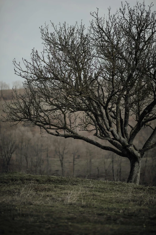 an empty tree in a field near trees