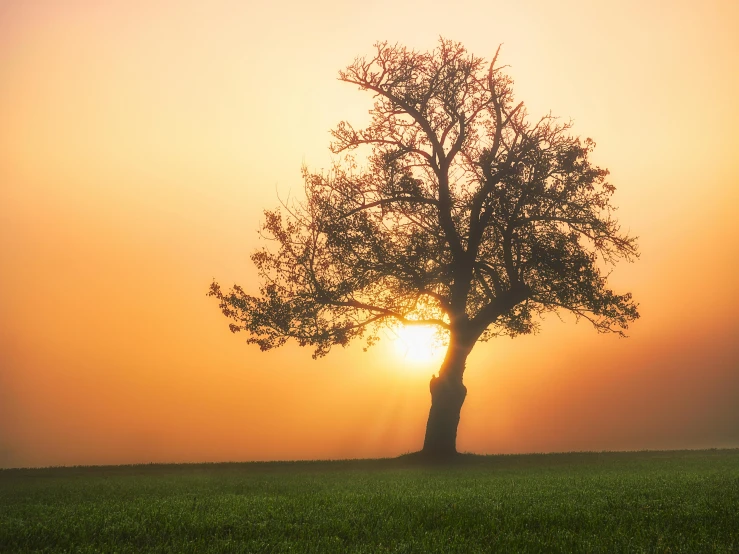 a tree silhouetted against a sunrise behind it