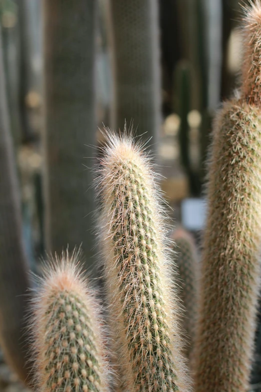 the cactus has long thin needles on its head