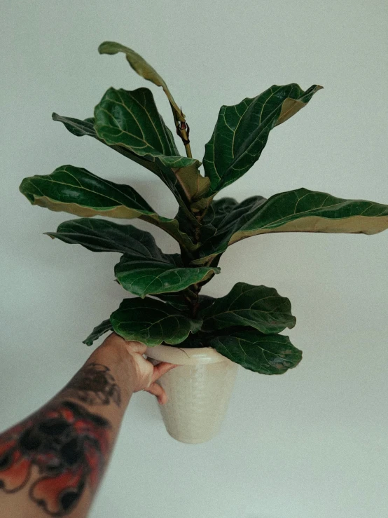 a hand is holding a small white ceramic vase with a large green plant in it