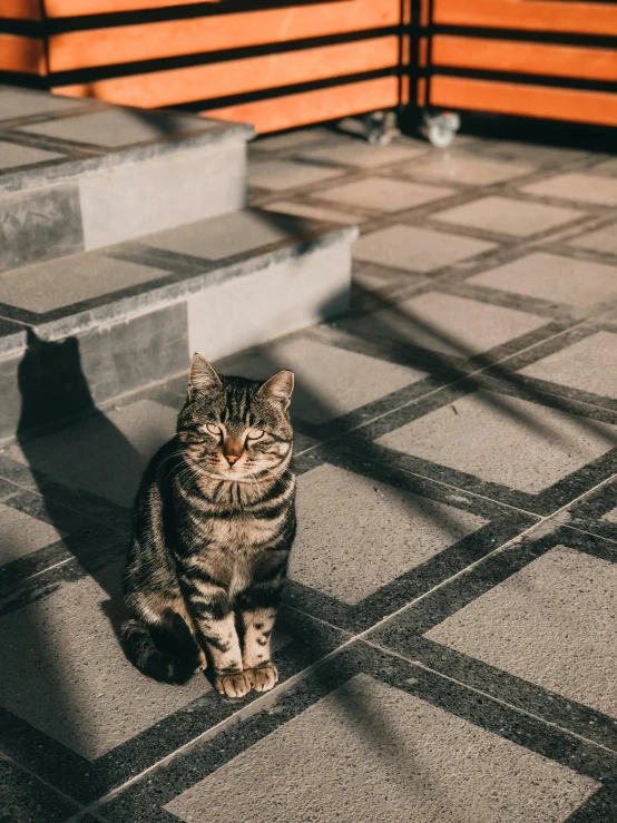 the cat is sitting on the checkered floor