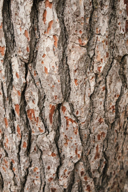 closeup view of bark on tree trunk in daylight