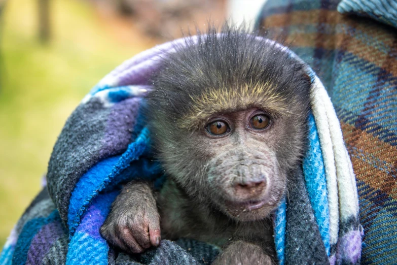 a monkey cub is sitting on top of a blanket