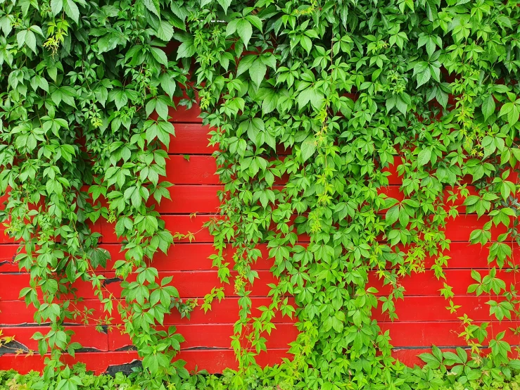 a group of green plants grows over an old red brick wall