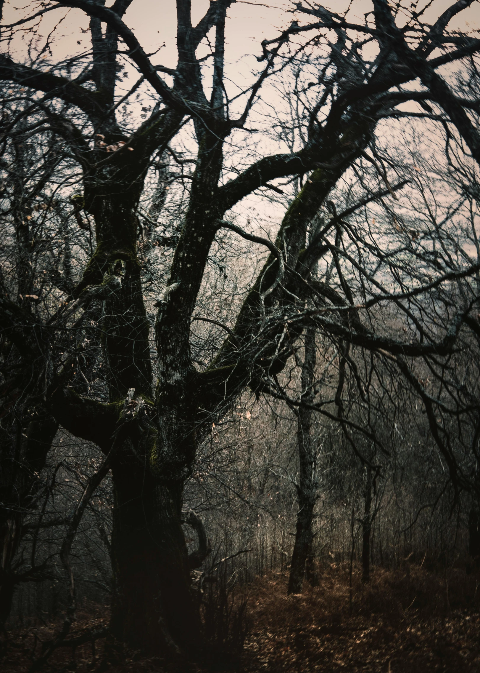 a tree in an otherwise creepy, gloomy scene