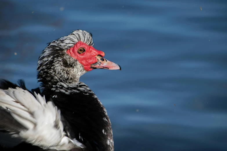 a large bird with white feathers is near water