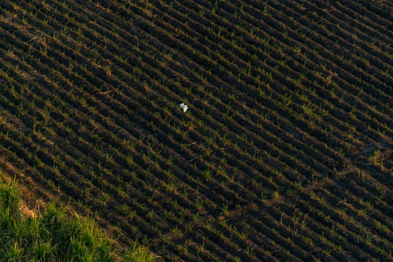 aerial view of farm land, green trees, and horse