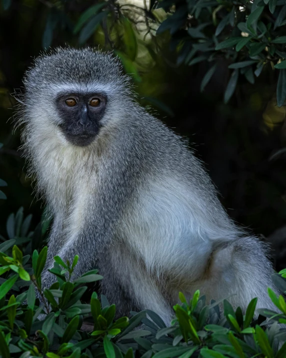 a gray monkey is sitting in the middle of the forest