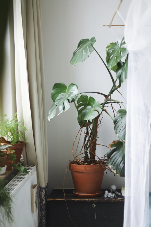 a large potted plant next to a window