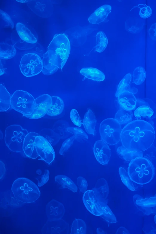 various blue jellyfish in large blue water