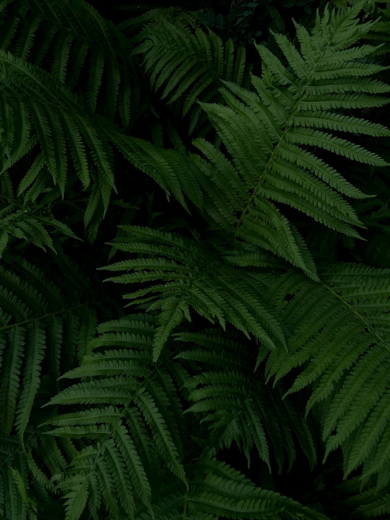 some large green plant leaves and plants in a forest