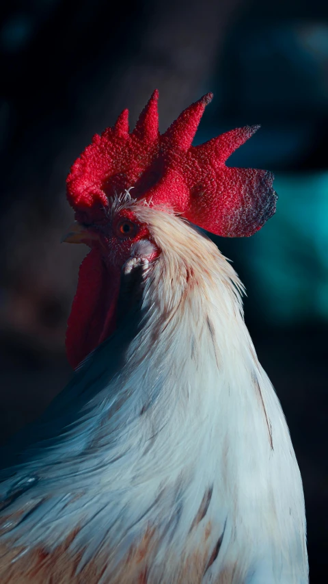 close up pograph of the head of a rooster