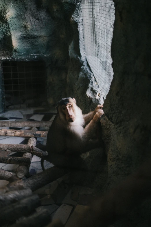 the monkey is sitting next to rocks in the zoo