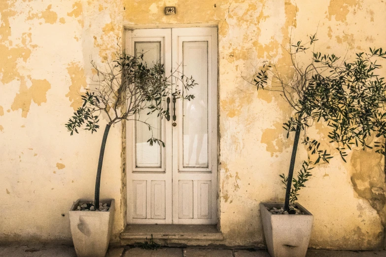 an image of two plants in the front of a door