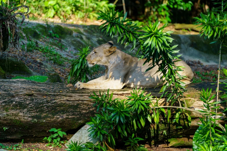 a brown bear sitting on top of a wooden log