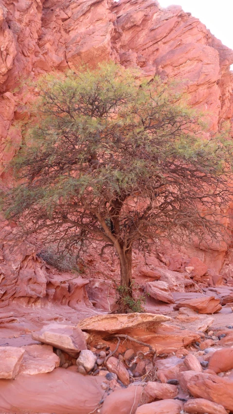 this tree sits in the middle of rocks on a rocky cliff