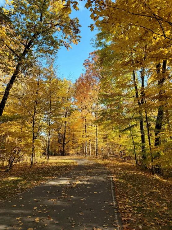 the street and trees are yellow in color