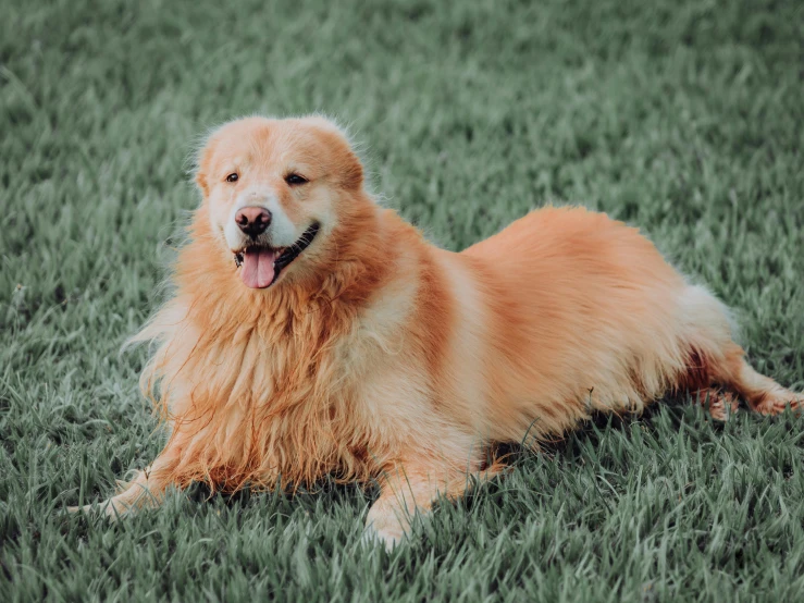 a dog that is laying down in the grass