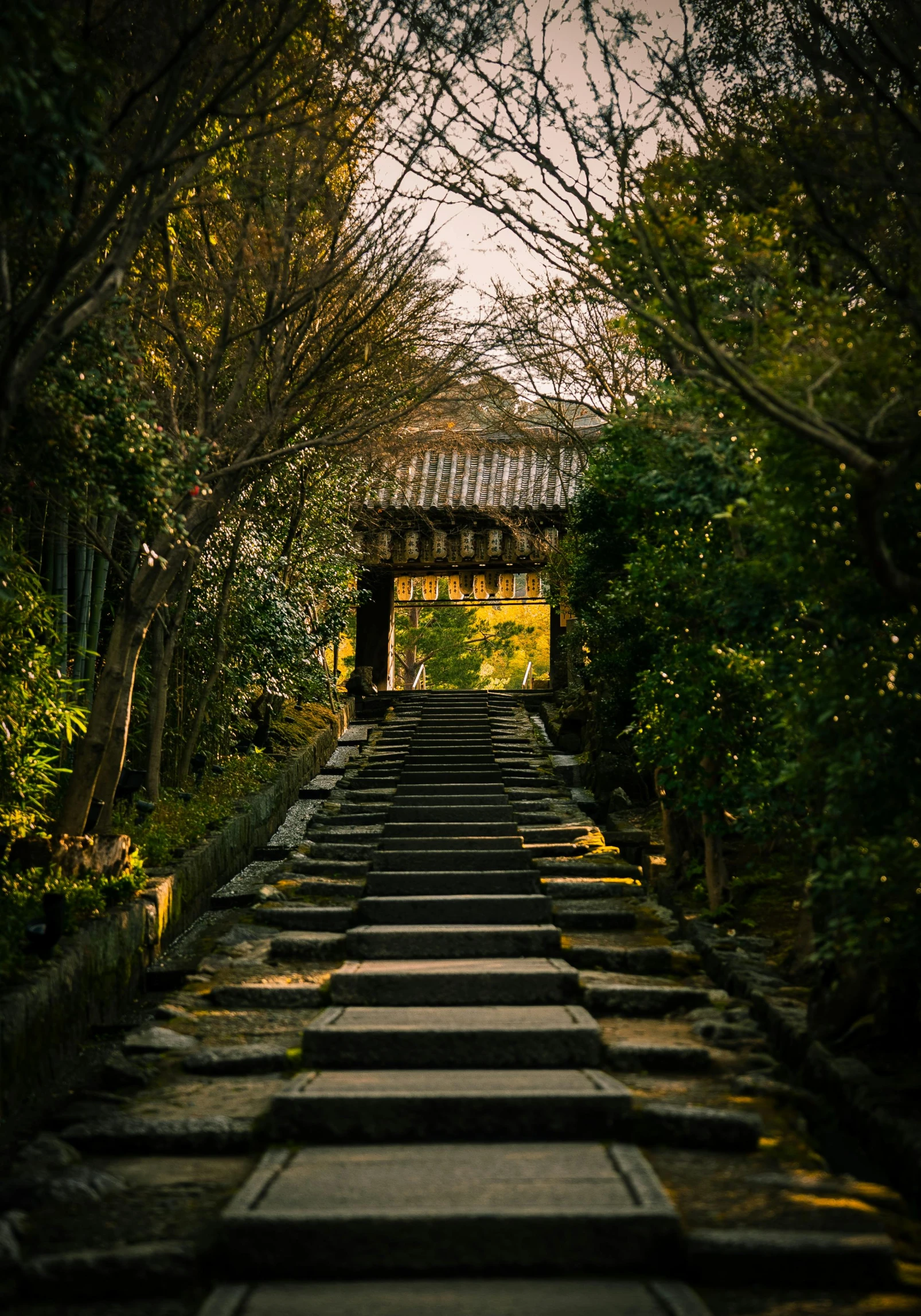 a long walkway through a lush green forest