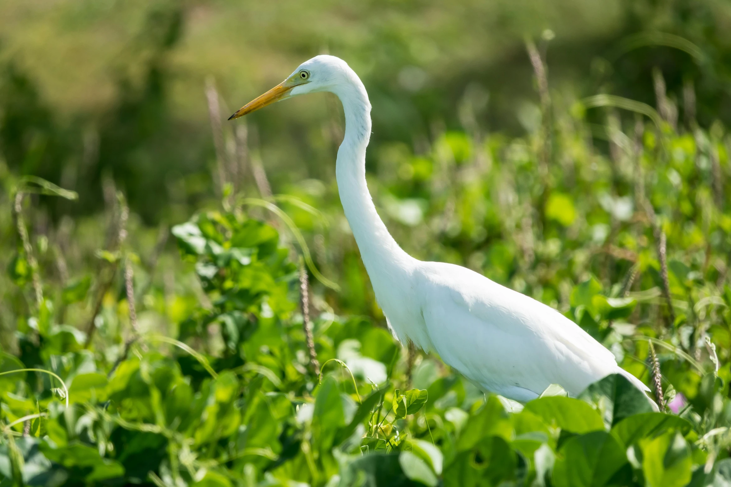a large white bird stands in the green plants