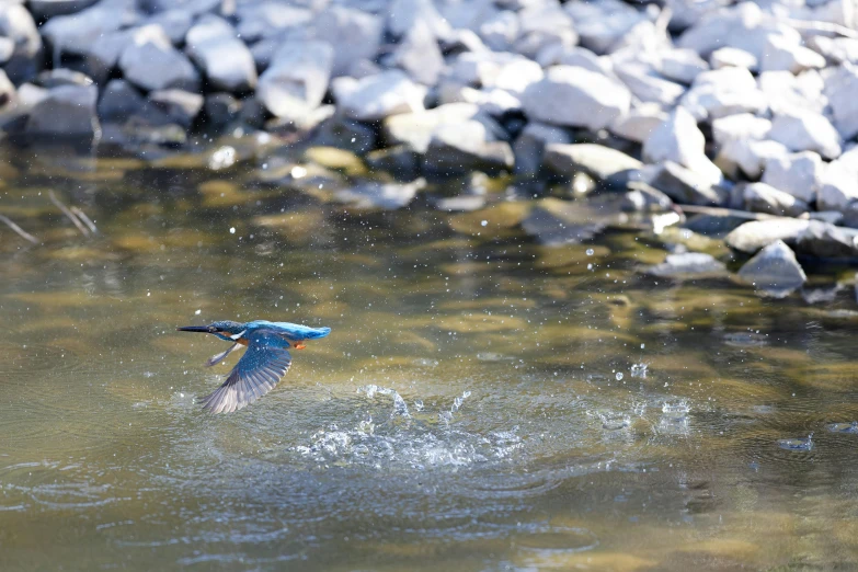 a bird is splashing down in water next to some rocks