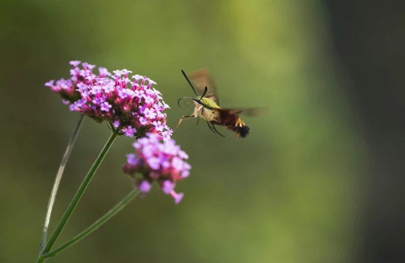 a hummingbird flying over flowers on a sunny day