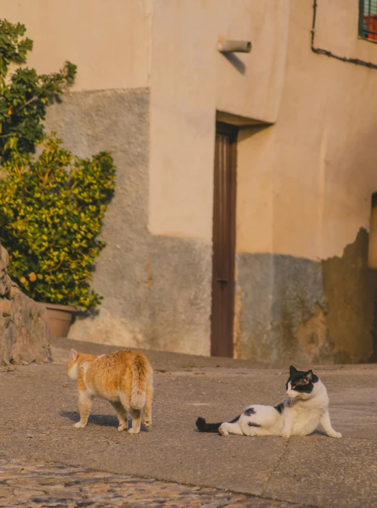 two cats on an empty street, one looking at the other