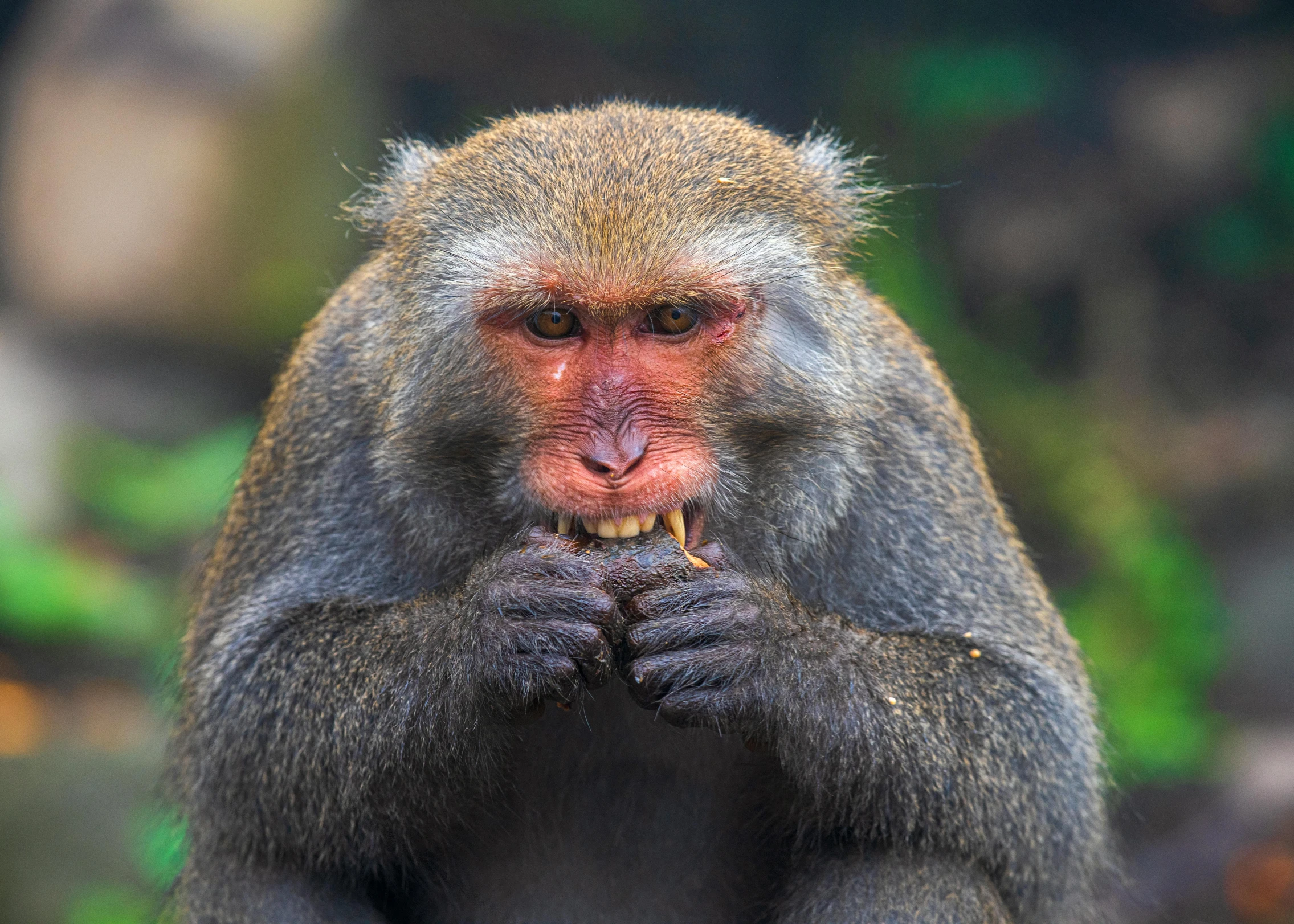 a monkey sitting on the ground holding onto a piece of food