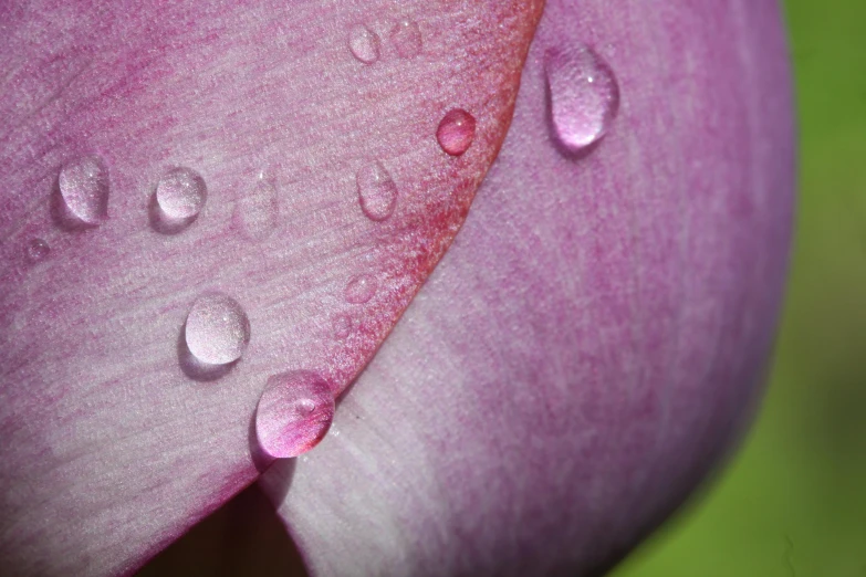 the petals have drops of water on them