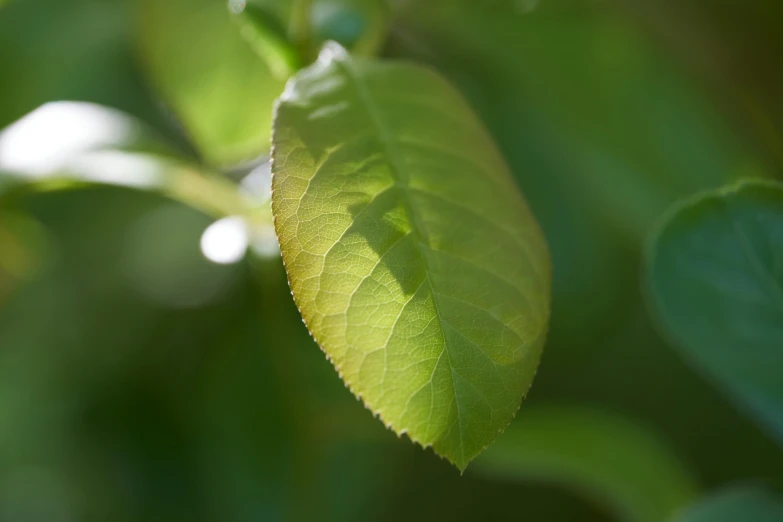 a leaf that is hanging off the side of a tree