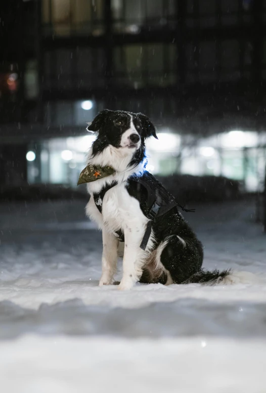 a dog is standing on the snowy ground