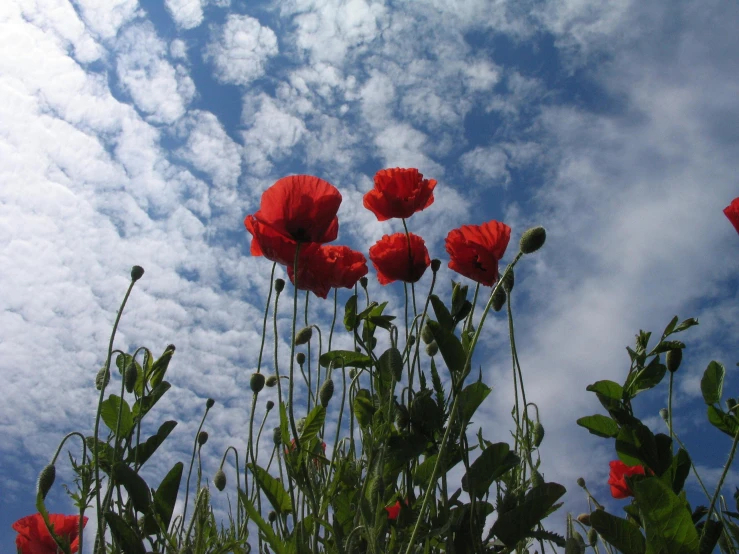 there are red flowers growing up against the blue sky