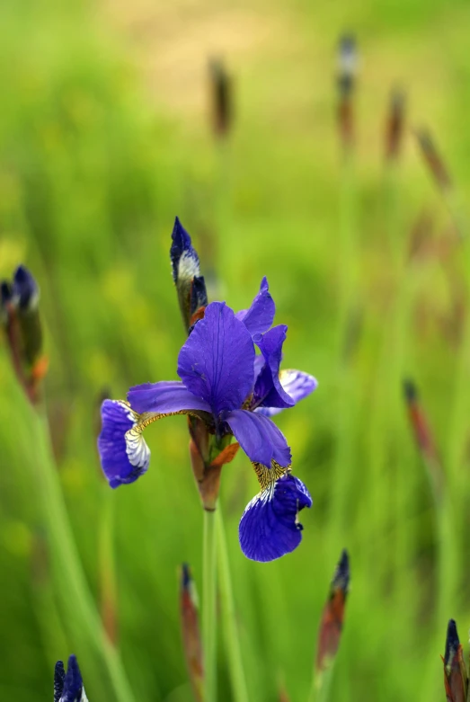 some blue flowers are in the grass near other plants