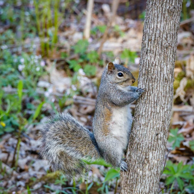 a squirrel looking up at the tree