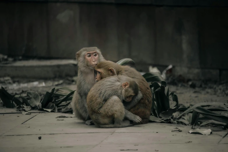 a monkey sitting on the ground, with another monkey