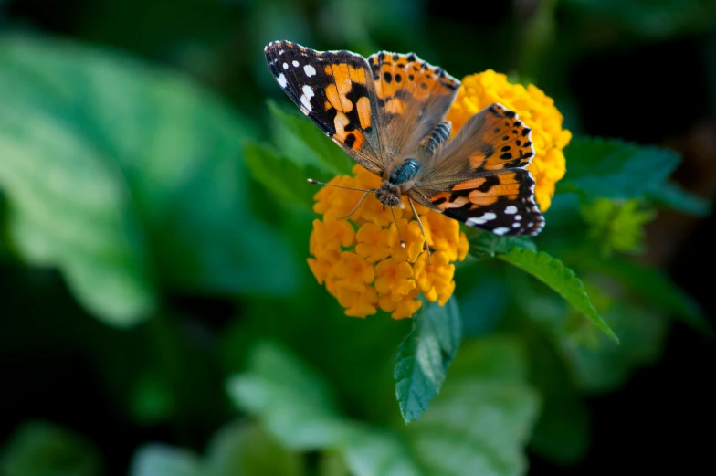 there is a erfly on a flower