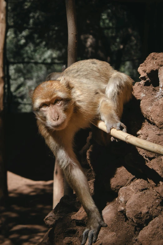 a monkey climbing a rock wall with its mouth on a stick