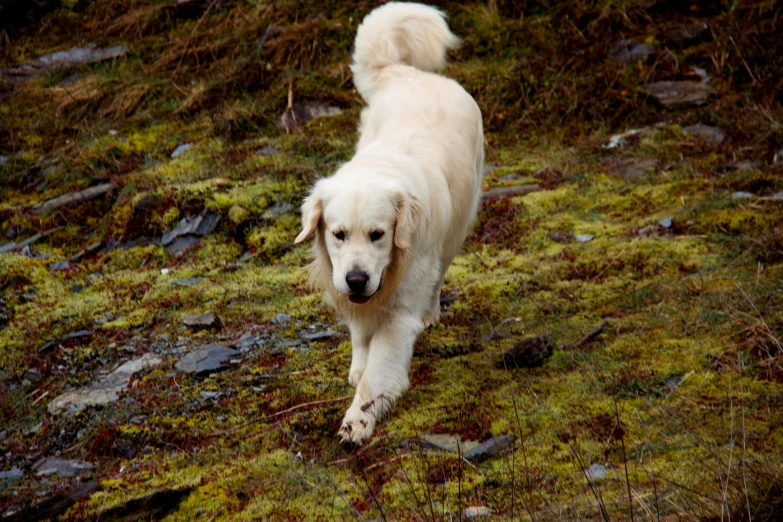 a white dog with a red tag is running down a hill