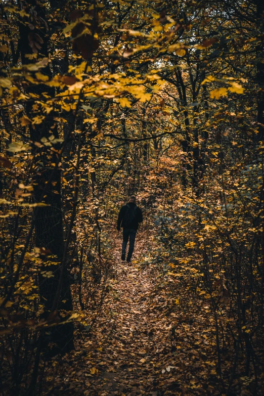 a person walking in the woods towards the camera