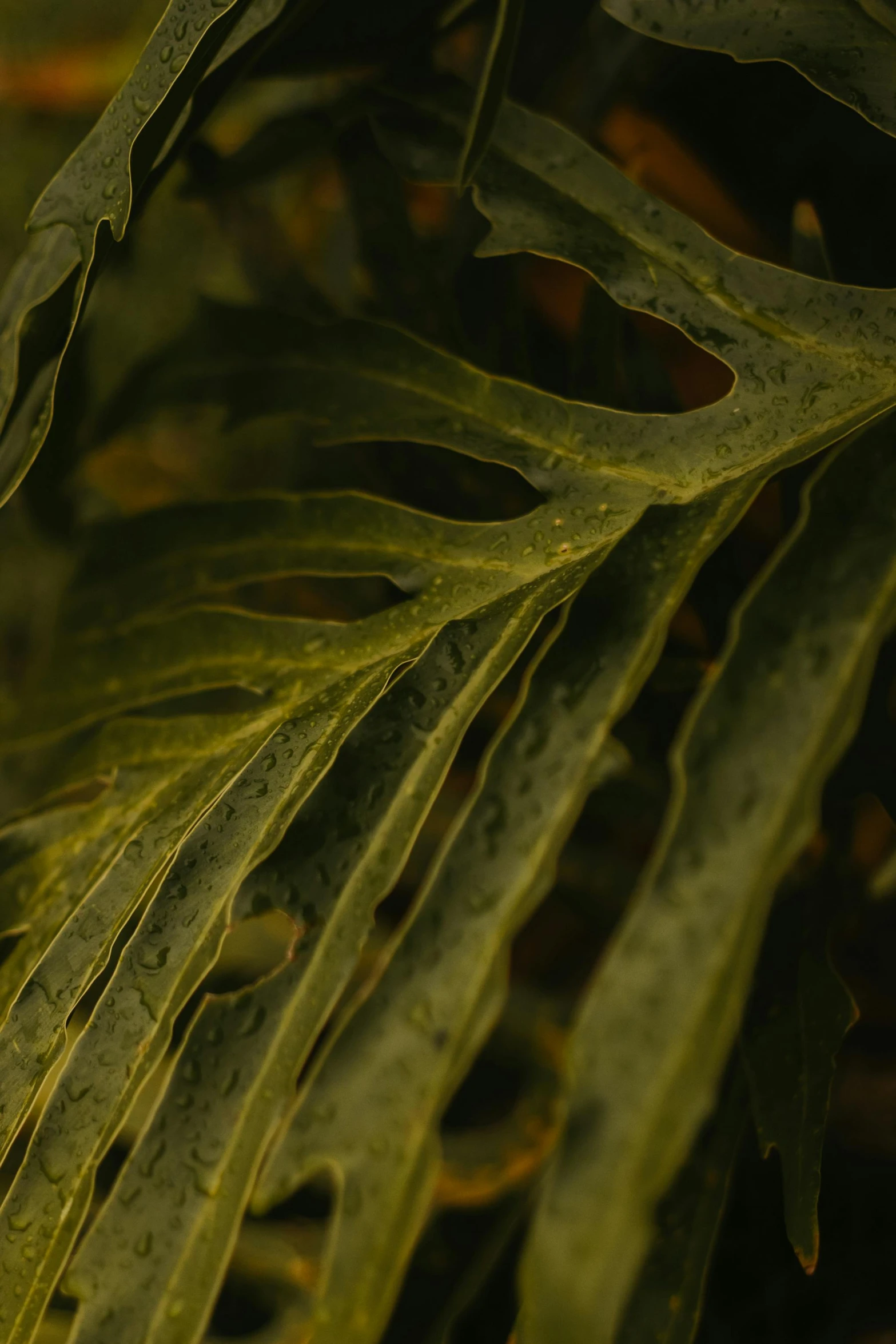 a plant with large, green leaves, is pictured here