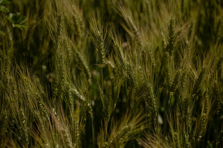 an almost hidden object in the center of the pograph is the green grass