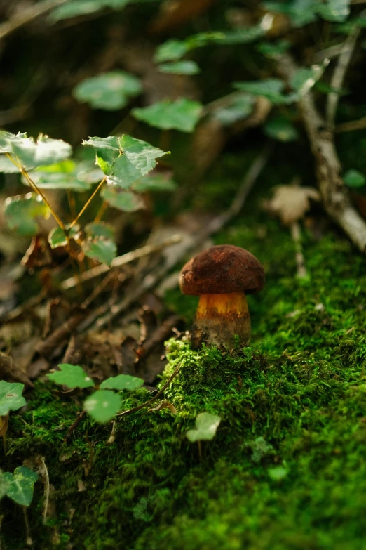 there is a mushroom that is growing out of the moss