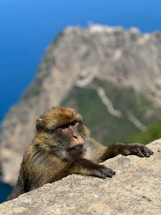 monkey sitting at the edge of cliff, looking on from nearby cliff